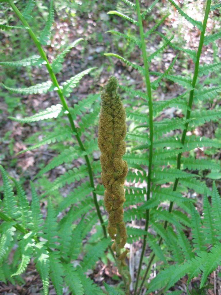 Cinnamon fern, Monson, Massachusetts