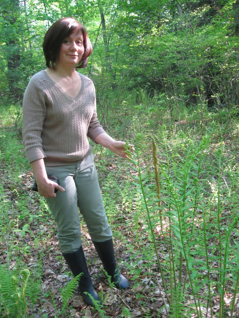 Cinnamon fern, Monson, Massachusetts