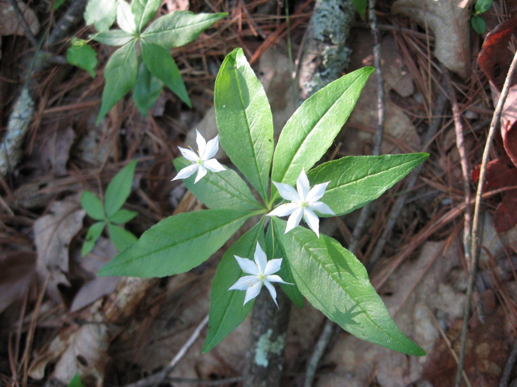 Starflower, Monson, Massachusetts