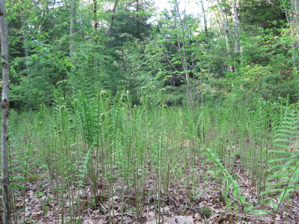 Cinnamon Fern, Monson, Massachusetts