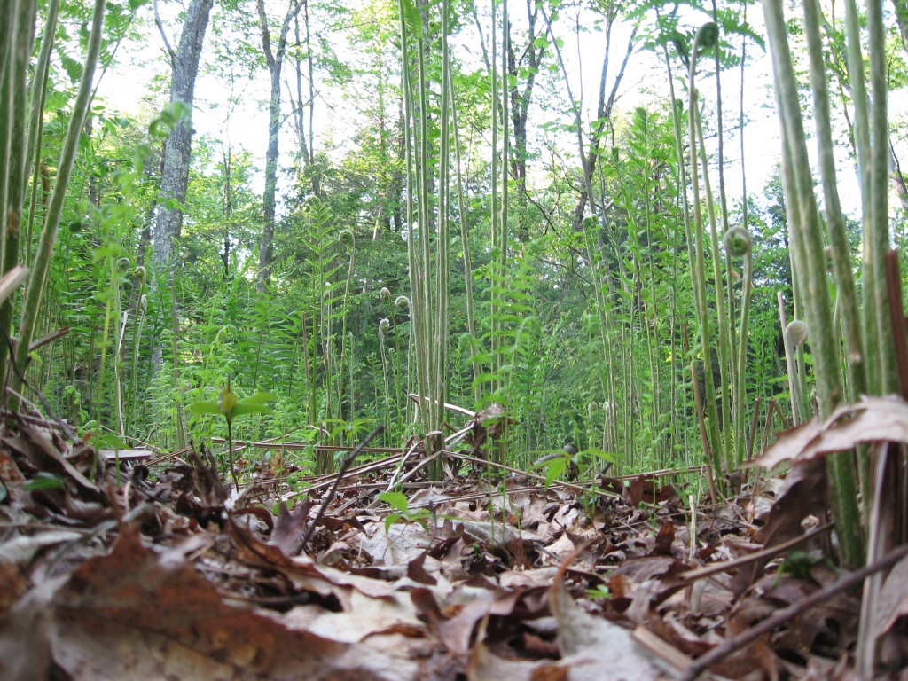 Cinnamon fern, Monson, Massachusetts