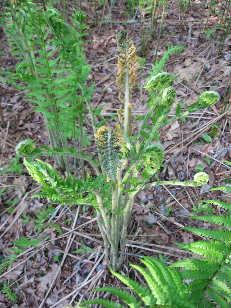 Cinnamon fern, Monson, Massachusetts