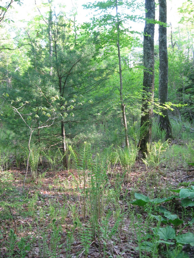 Cinnamon fern, Monson, Massachusetts