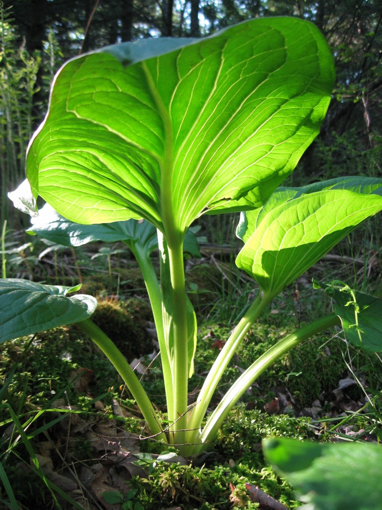 Skunk Cabbage, Monson, Massachusetts