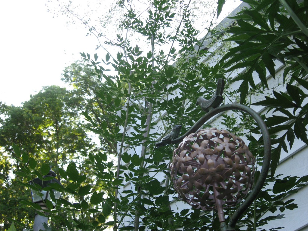 Tall Meadow Rue, The native plant garden of the Sanguine Root, Morris Park Road, Overbrook, West Philadelphia, Pennsylvania