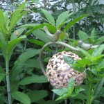 Joe Pye Weed, The native plant garden of the Sanguine Root, Morris Park Road, Overbrook, West Philadelphia, Pennsylvania