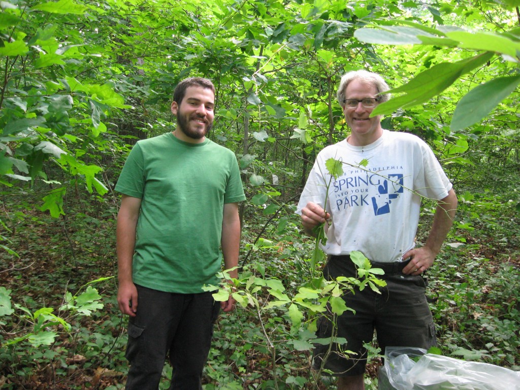 Garlic mustard removal in Morris Park, Philadelphia