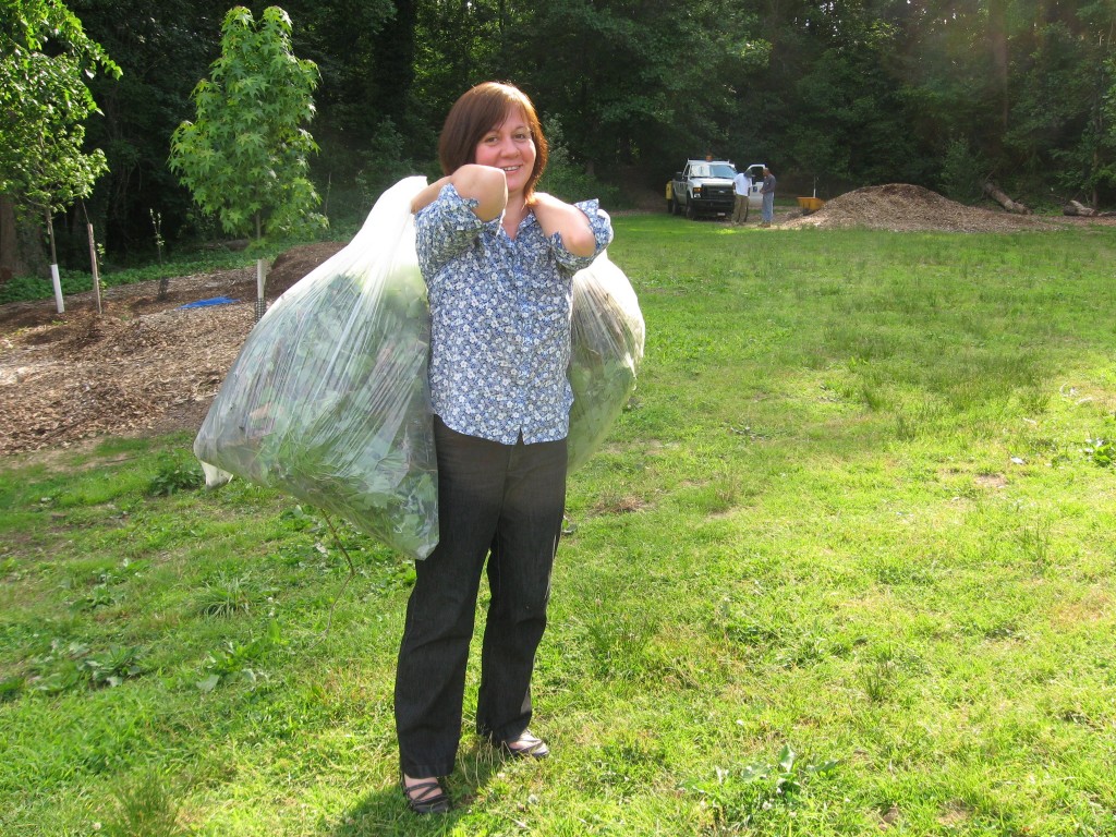 Garlic mustard removal in Morris Park, Philadelphia