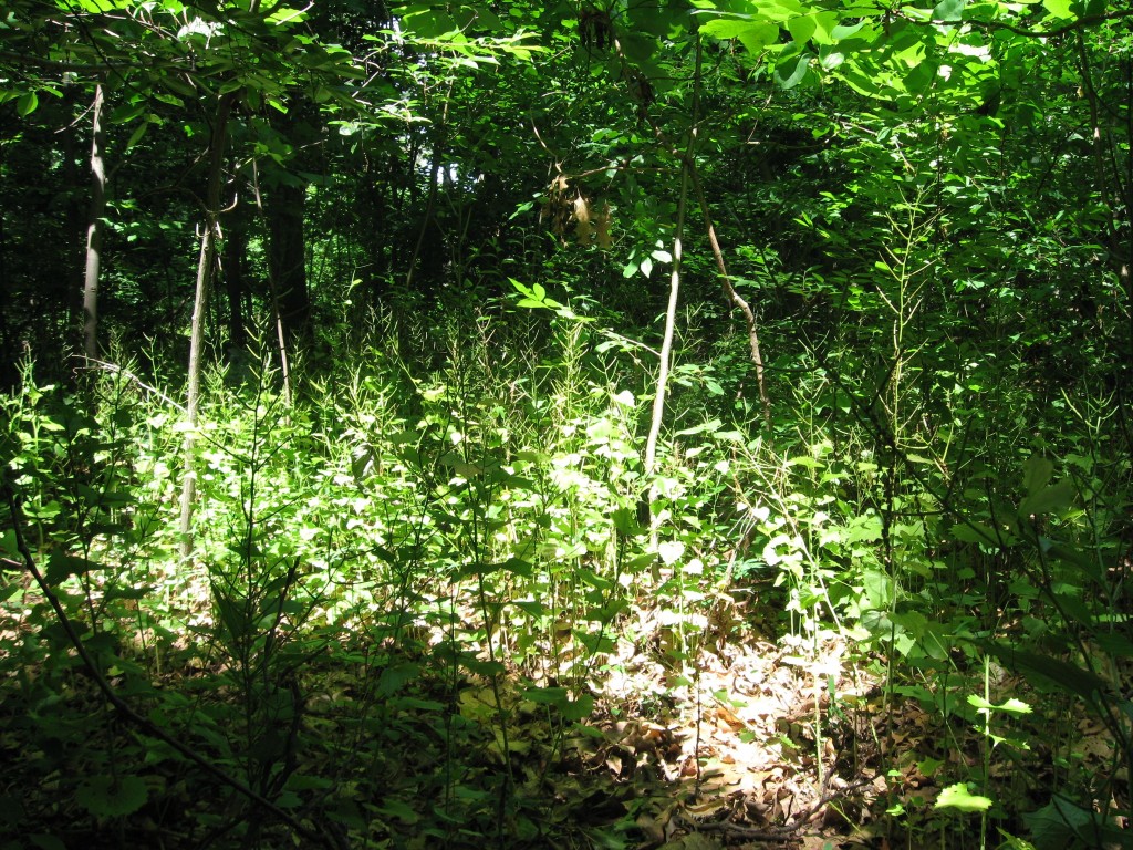 Garlic mustard removal in Morris Park, Philadelphia