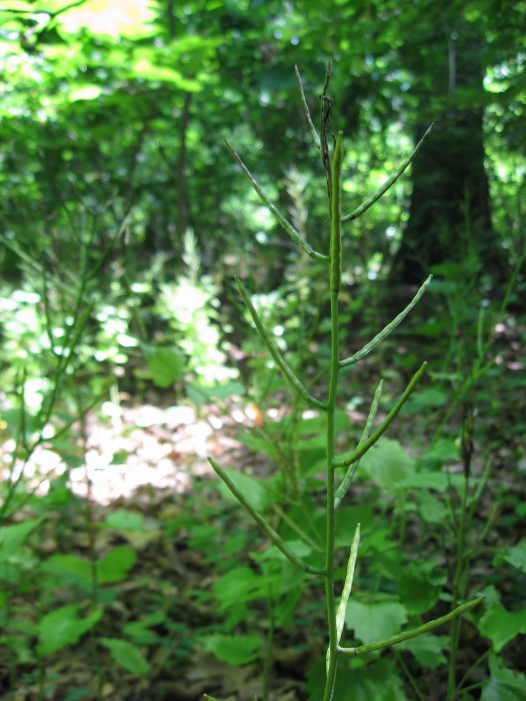 Garlic mustard removal in Morris Park, Philadelphia