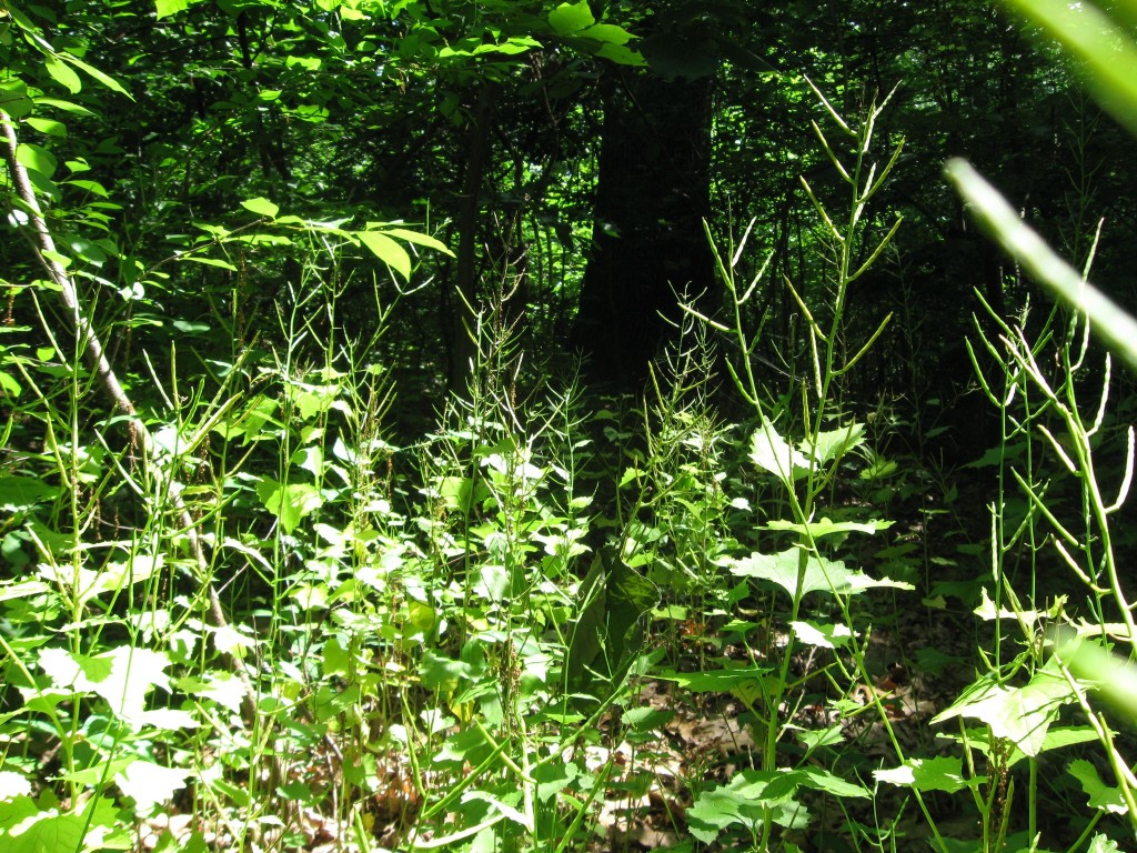 Garlic mustard removal in Morris Park, Philadelphia