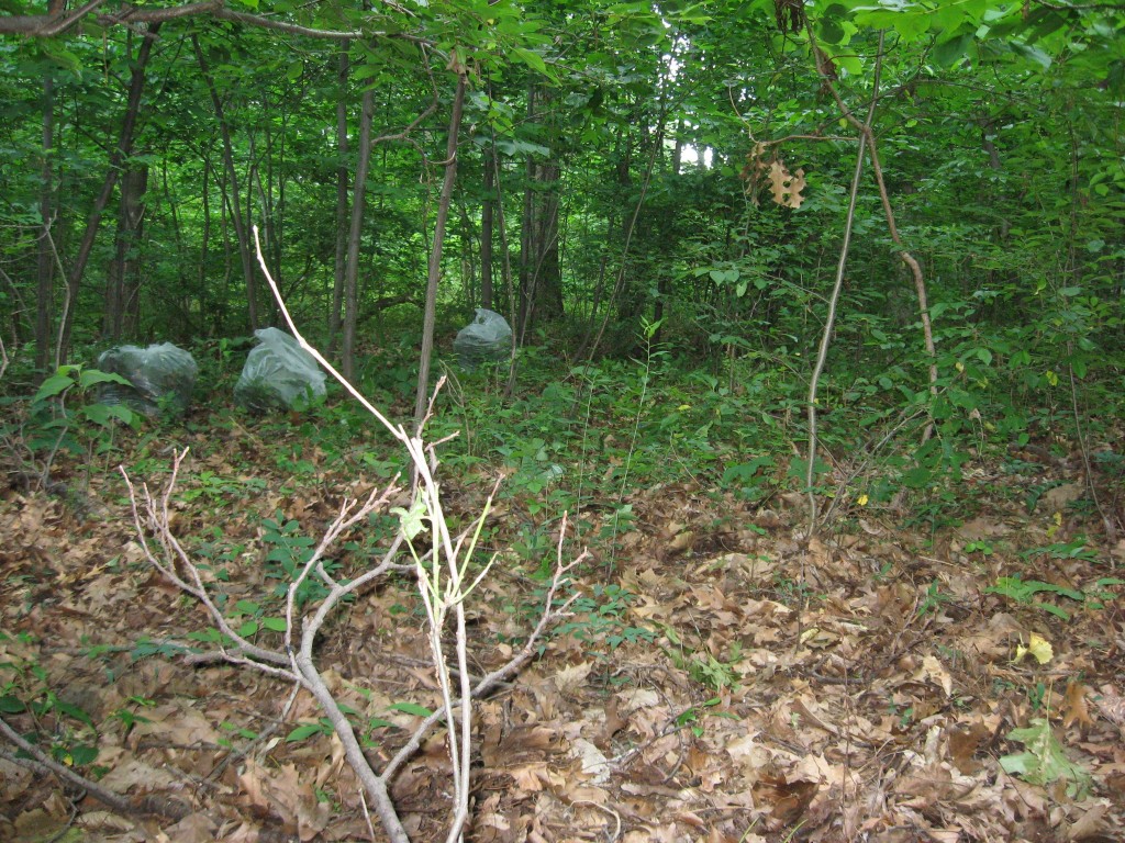 Garlic mustard removal in Morris Park, Philadelphia