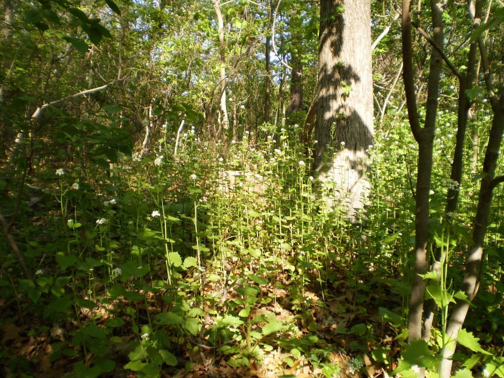 Garlic mustard removal in Morris Park, Philadelphia