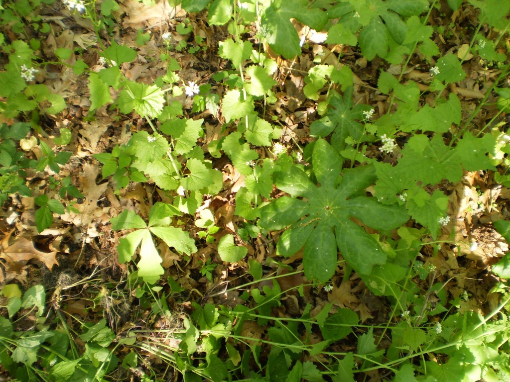 Garlic mustard removal in Morris Park, Philadelphia