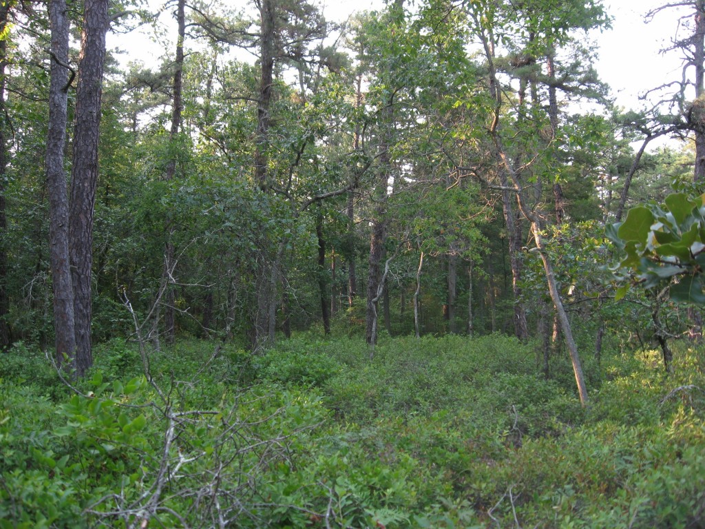 Mullica River, New Jersey Pine Barrens