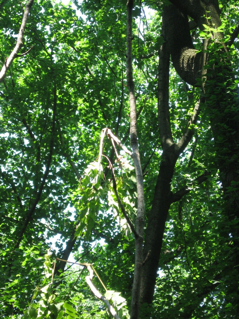 Japanese Angelica Tree, Aralia elata, Morris Park ,  Philadelphia, Pennsylvania 