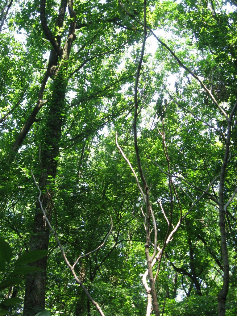 Japanese Angelica Tree, Aralia elata, Morris Park ,  Philadelphia, Pennsylvania 