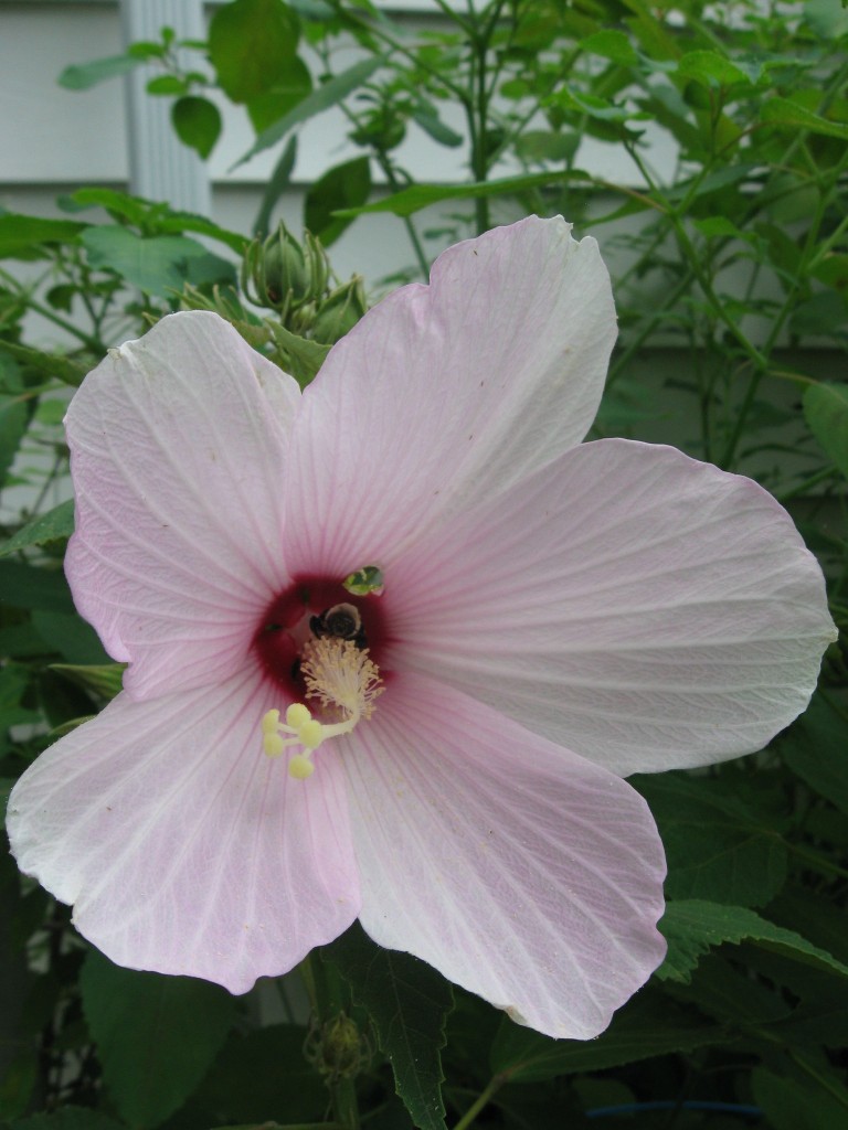 Hibiscus Moscheutos, Sanguine Root Native Plant Garden, Morris Park Road, Overbrook, Philadelphia, Pennsylvania