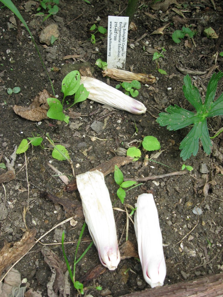 Hibiscus moschuetos