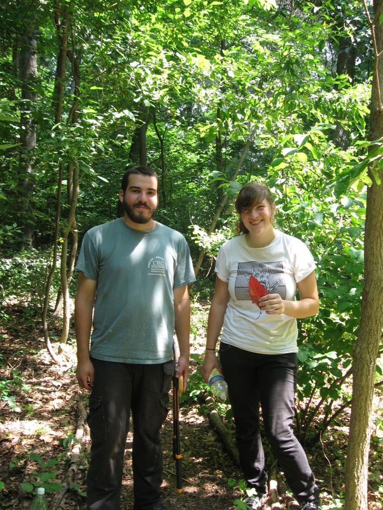 Japanese Angelica Tree, Aralia elata, Eradication initiation, Morris Park ,  Philadelphia, Pennsylvania 