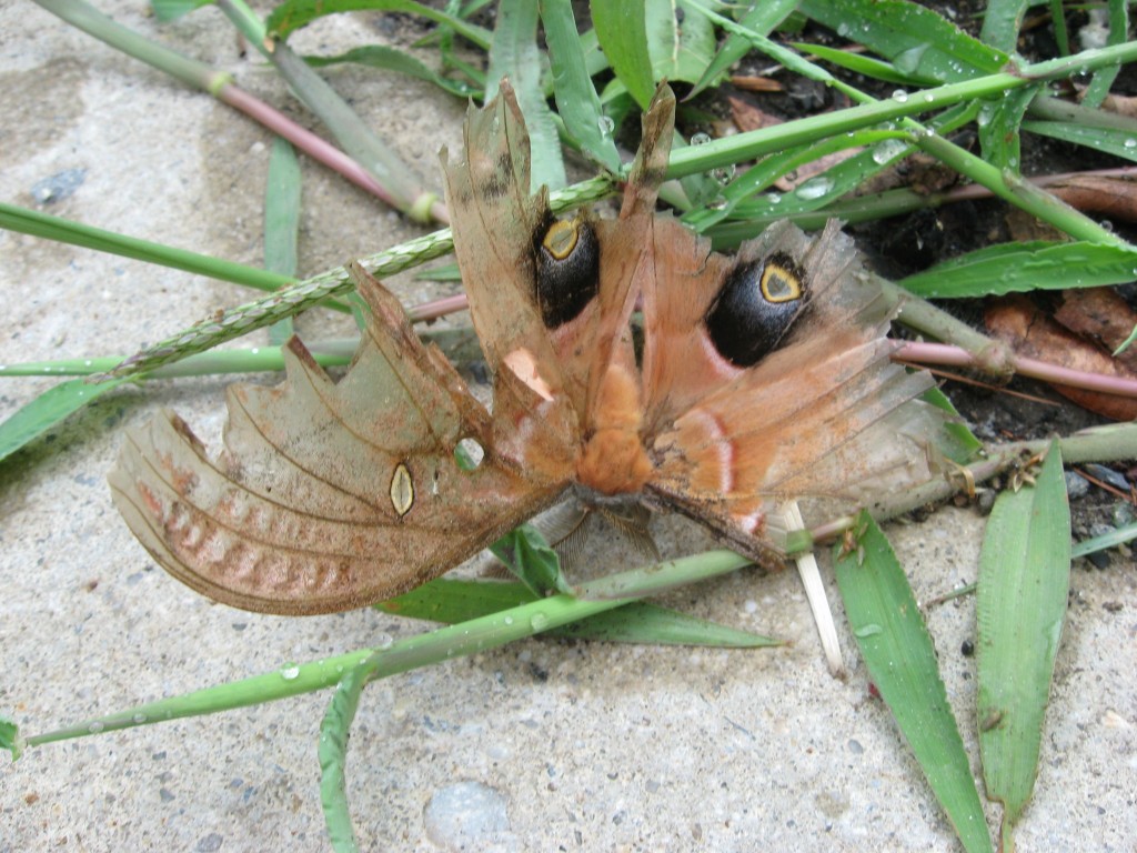 The Polyphemus moth