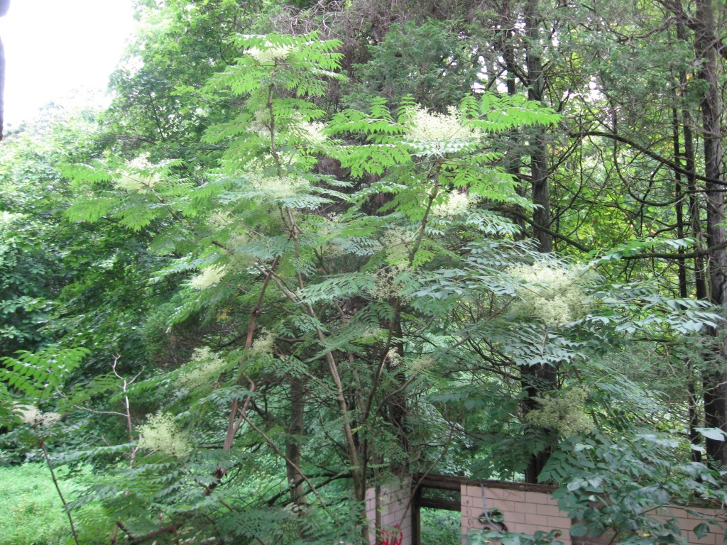 Japanese Angelica Tree, Aralia elata, Wissahickon Valley Park ,  Philadelphia, Pennsylvania 