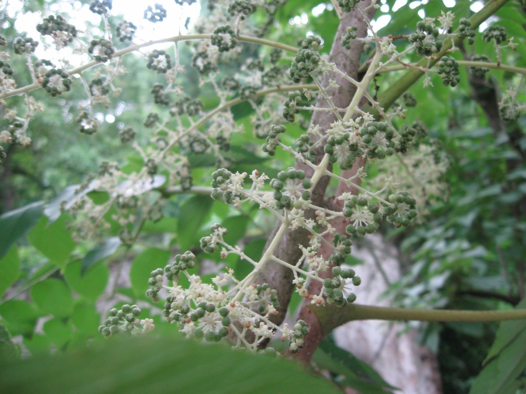 Japanese Angelica Tree, Aralia elata, Wissahickon Valley  Park ,  Philadelphia, Pennsylvania 