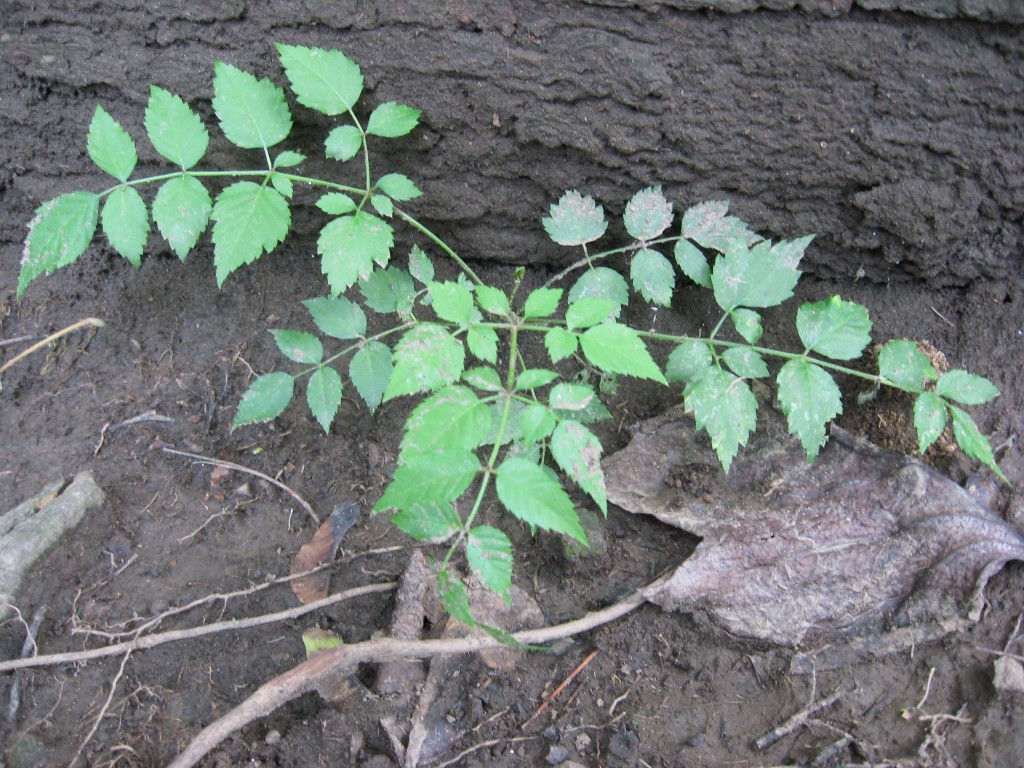 Japanese Angelica Tree, Aralia elata, Wissahickon Valley  Park ,  Philadelphia, Pennsylvania 