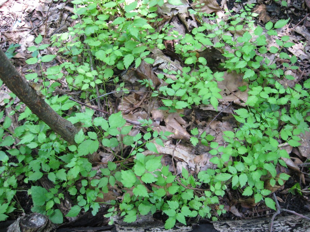 Japanese Angelica Tree, Aralia elata, Eradication initiation, Morris Park ,  Philadelphia, Pennsylvania 