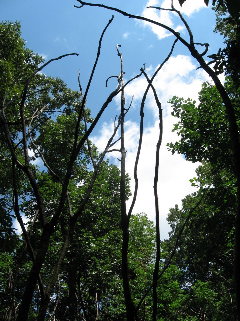 Japanese Angelica Tree, Aralia elata, Morris Park ,  Philadelphia, Pennsylvania 