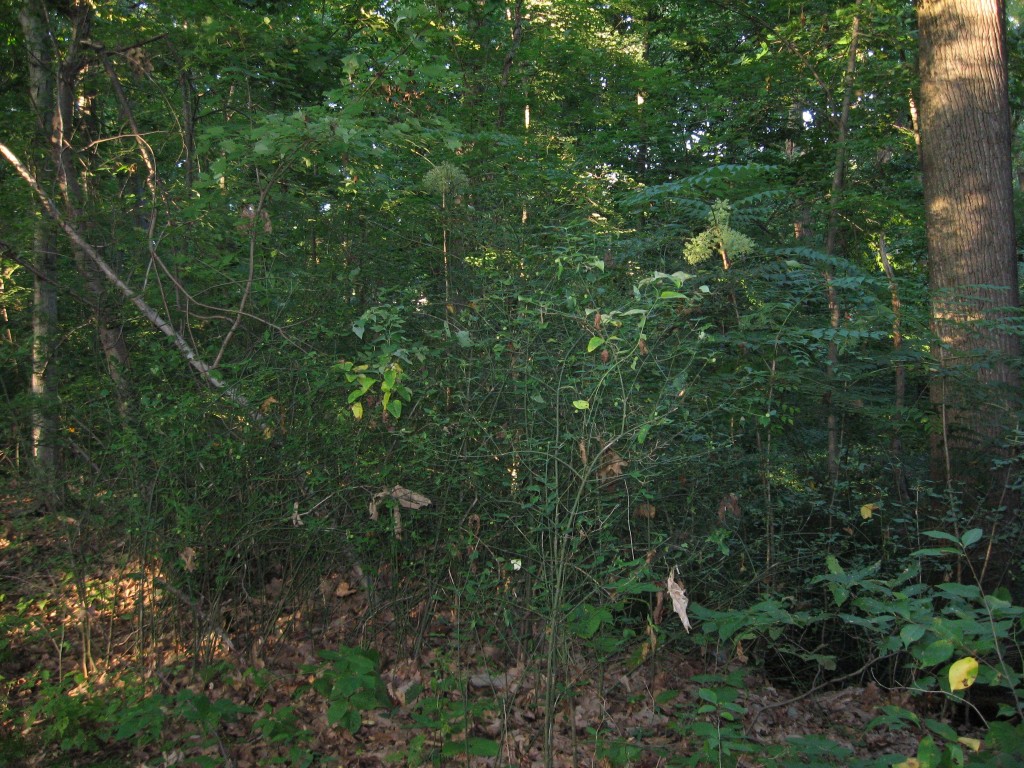 Japanese Angelica Tree, Aralia elata,Wissahickon Valley Park ,  Philadelphia, Pennsylvania 