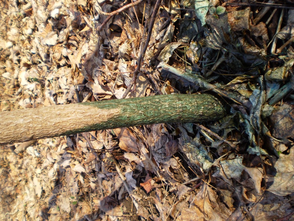 Japanese Angelica Tree, Aralia elata, Morris Park ,  Philadelphia, Pennsylvania 