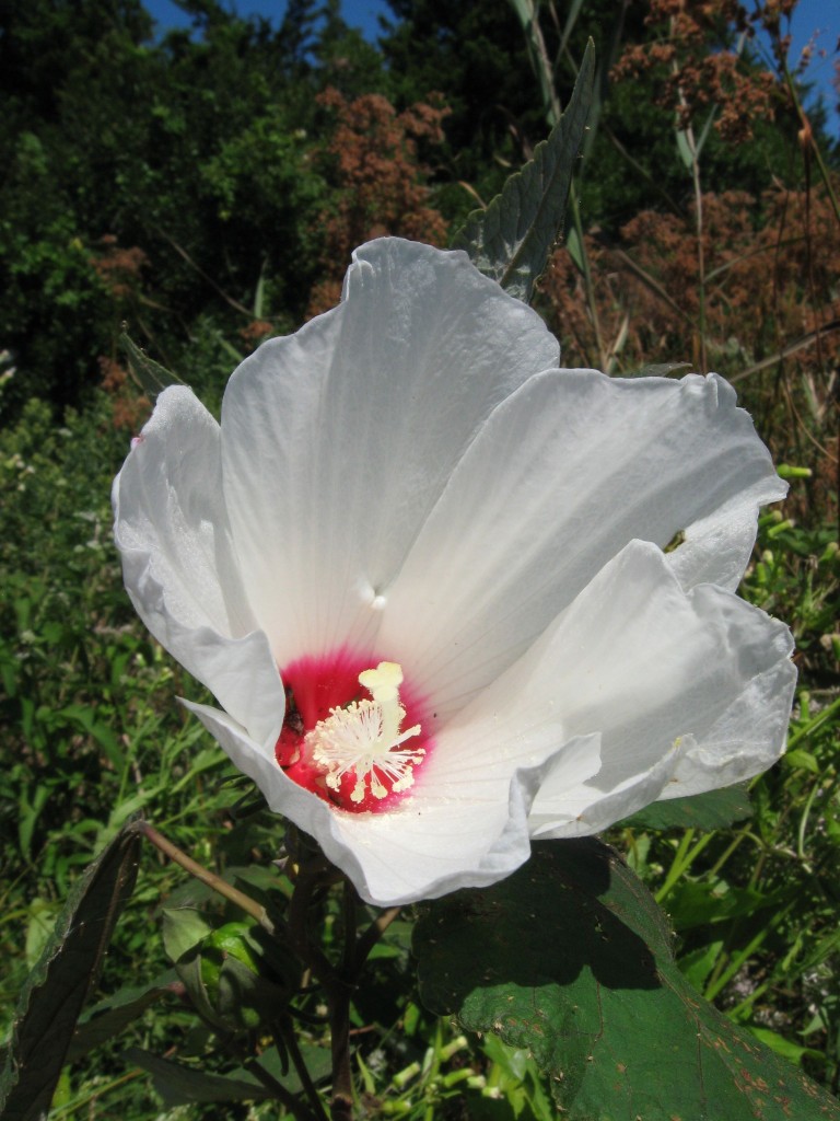  Swamp Rose Mallow, Cape May Point State Park, New Jersey