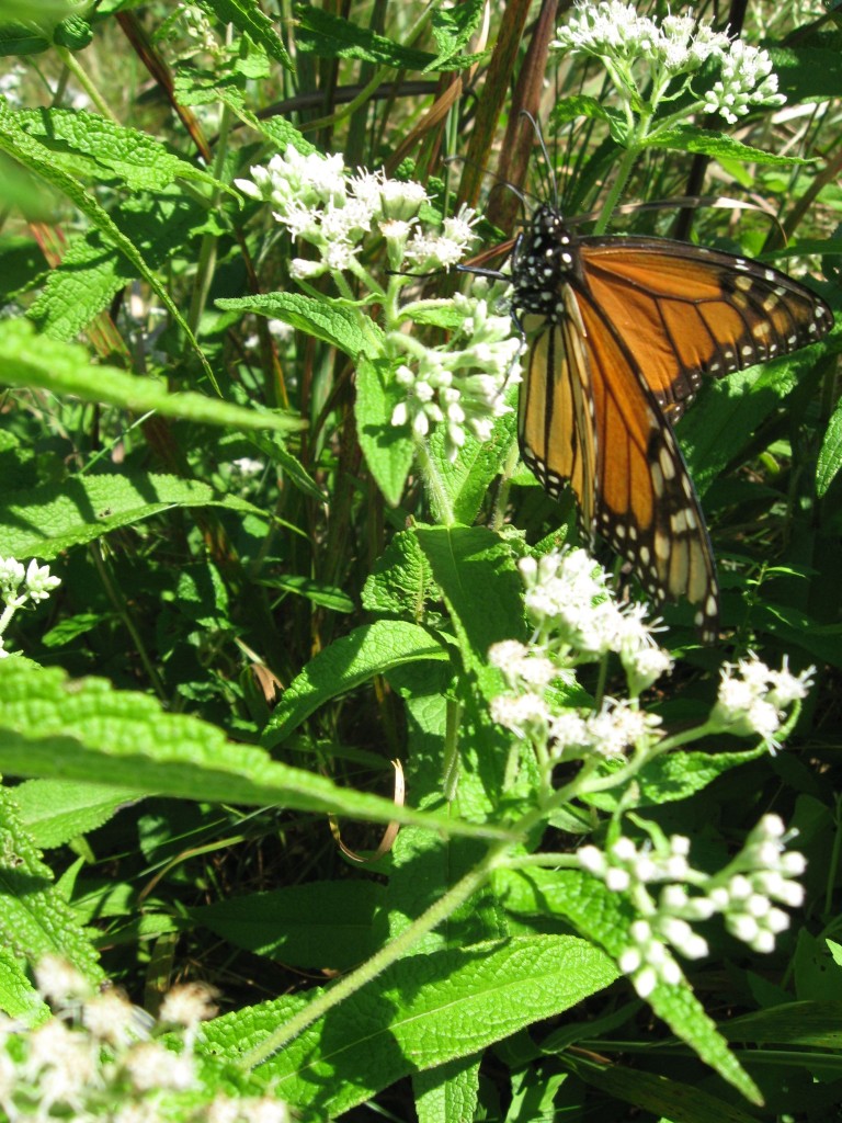  Monarch butterfly, Cape May Point State Park, New Jersey