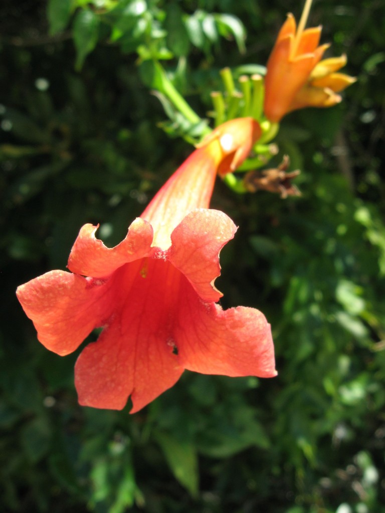  Trumpet Creeper flower, Cape May Point State Park, New Jersey