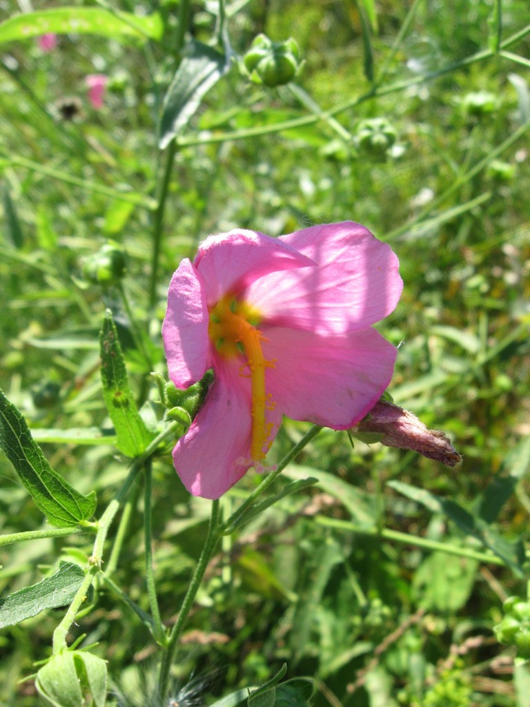 Hibiscus palustris, Cape May Point State Park, New Jersey