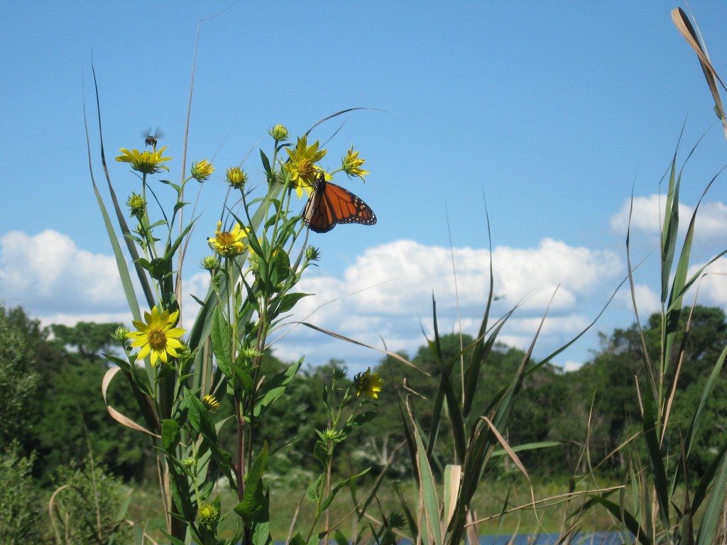  Cape May Point State Park, New Jersey