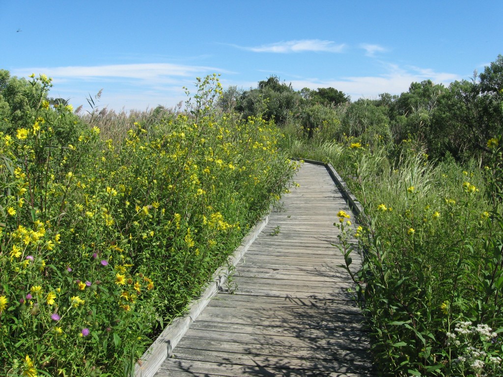 Cape May Point State Park, New Jersey