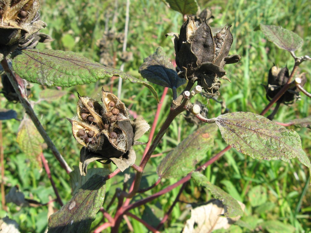 Hibiscus moscheutos seeds, Cape May Point State Park, New Jersey