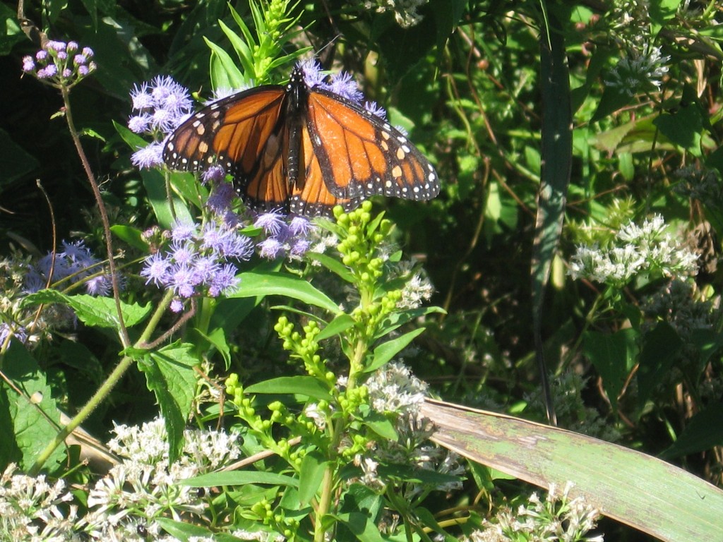 Monarch Butterfly, Cape May Point State Park, New Jersey
