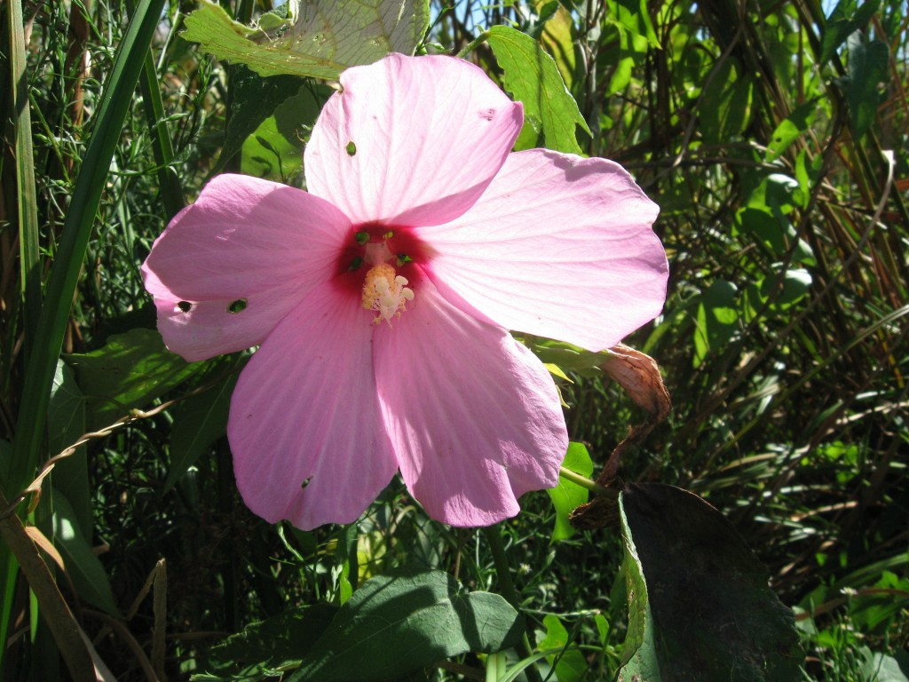  Hibiscus moscheutos, Cape May Point State Park, New Jersey