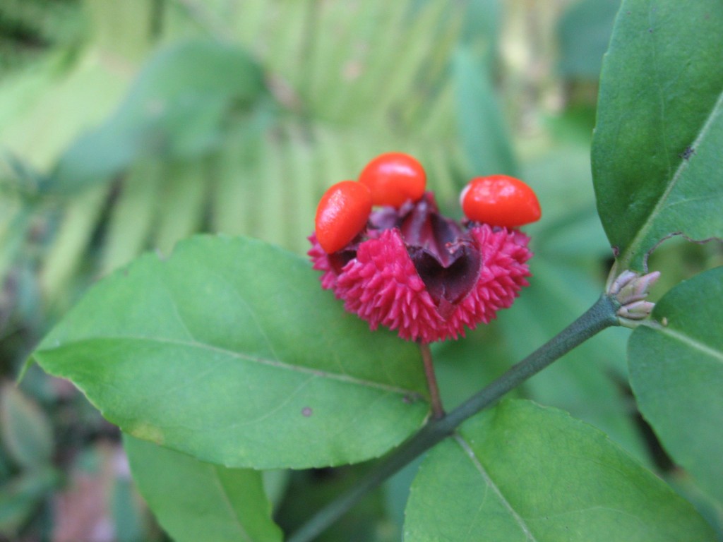 Hearts-a-Bustin', The Sanguine Root Native Plant Garden, Morris Park Road, Overbrook, Philadelphia, Pennsylvania