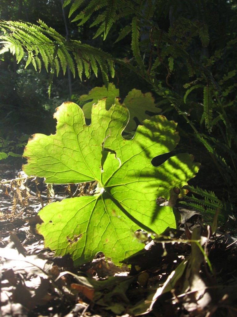 Bloodroot, The Sanguine Root Native Plant Garden, Morris Park Road, Overbrook, Philadelphia, Pennsylvania