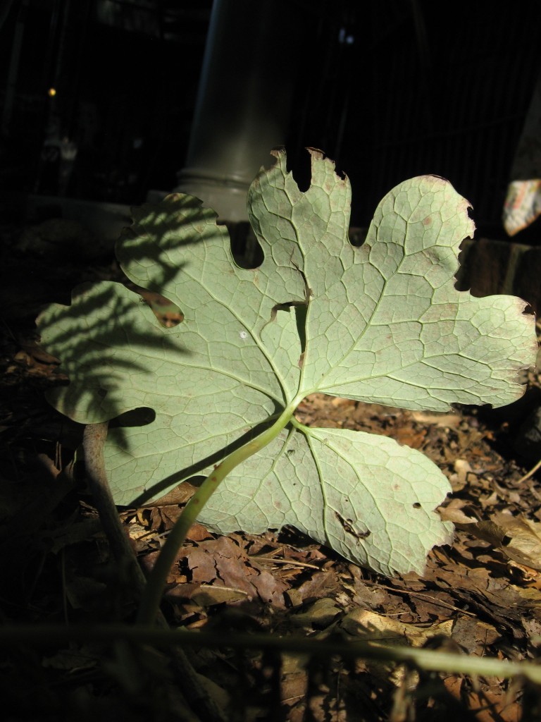 Bloodroot, The Sanguine Root Native Plant Garden, Morris Park Road, Overbrook, Philadelphia, Pennsylvania