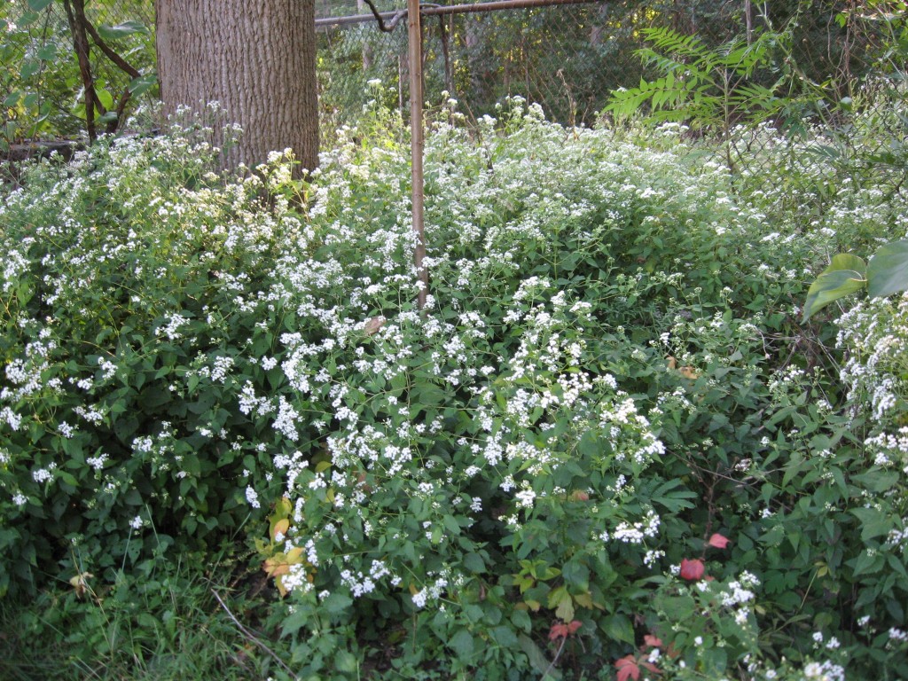 Snakeroot, The Sanguine Root Native Plant Garden, Morris Park Road, Overbrook, Philadelphia, Pennsylvania