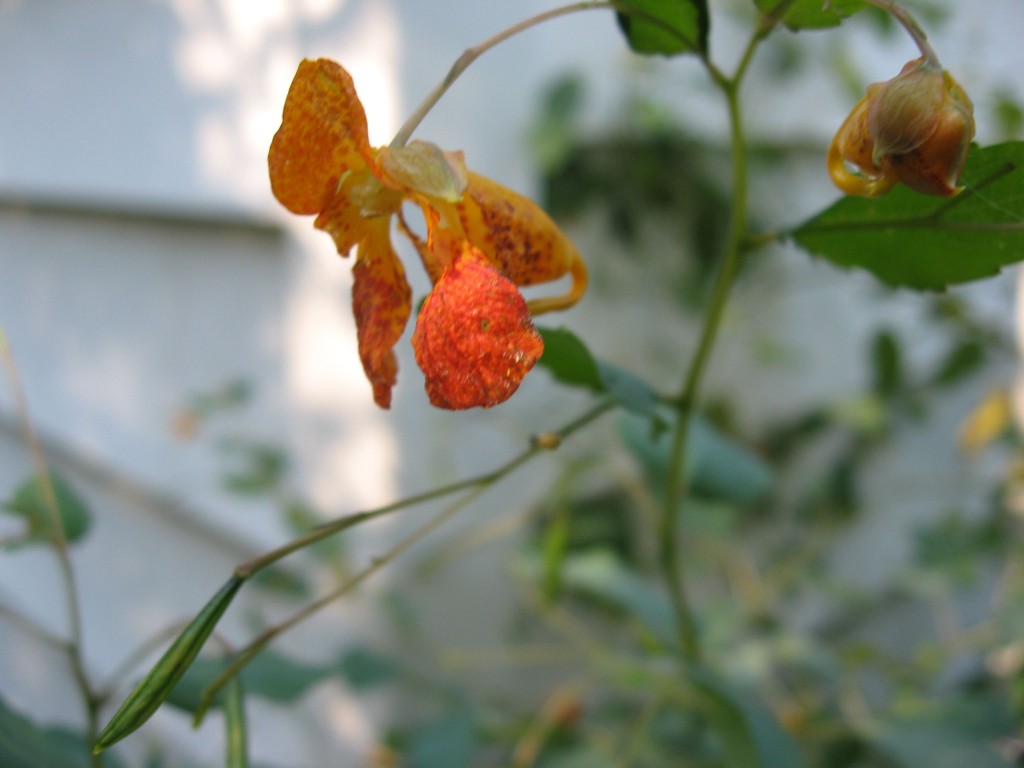 Jewelweed, The Sanguine Root Native Plant Garden, Morris Park Road, Overbrook, Philadelphia, Pennsylvania