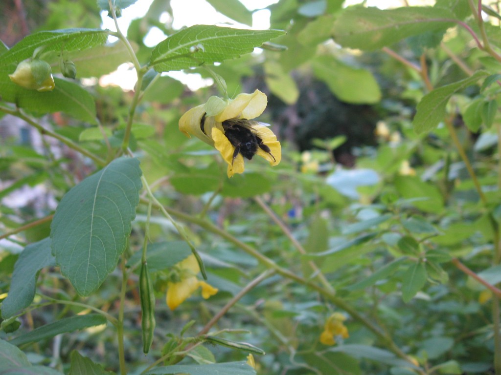 Jewelweed, The Sanguine Root Native Plant Garden, Morris Park Road, Overbrook, Philadelphia, Pennsylvania