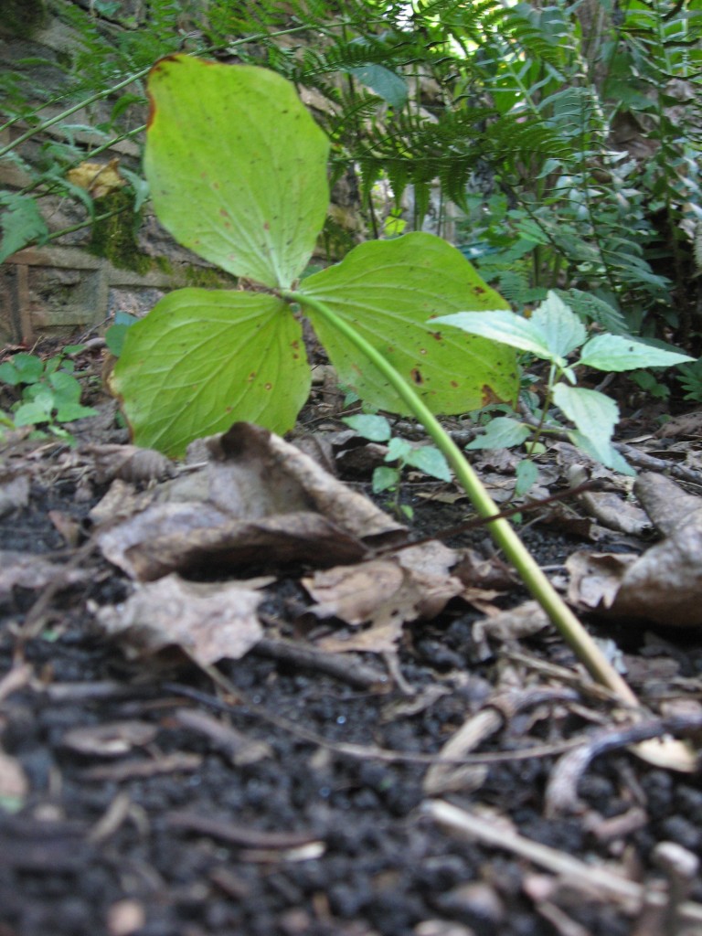 Trillium grandiflorum, The Sanguine Root Native Plant Garden, Morris Park Road, Overbrook, Philadelphia, Pennsylvania