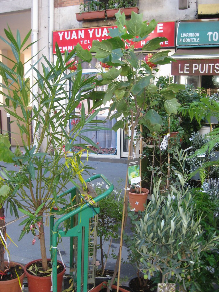 Tulip Poplar, Butte Aux Cailles, Paris,  France