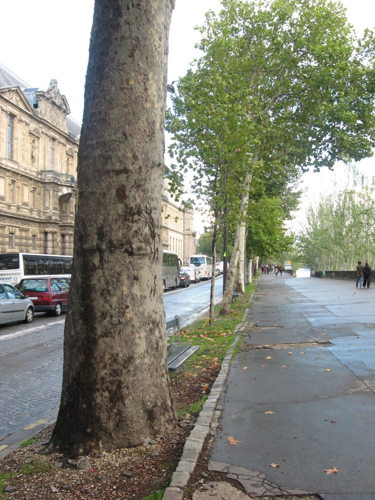 London Plane, near the Louvre, Paris, France